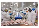 Frozen Whole Chicken Exporter to Saudi Arabia