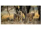 Ranthambore National Park Safari – Easy Online Booking