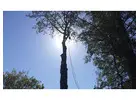Tree Cutting Sydney | Ben's Tree and Garden Services