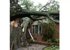 Emergency Tree Service North Shore | North Shore Tree Loppers