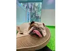 All Dogs Rock | West Palm’s #1 Pet Paradise |