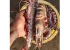 All Types Seafood Worldwide