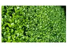 Trusted Garden Maintenance Kensington Experts Near You