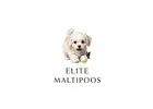Adorable Maltipoo Puppies for Sale Near You