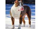 American Bully and American Pitbull Terrier Puppies for sale |