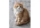 Adorable Siberian Kittens ready for new home.