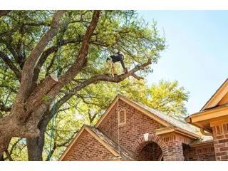 Tree Trimming & Removal Services Tree Trimming & Removal Services