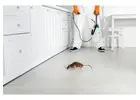 Effective Cockroach Control in Jaipur Safe Expert Care