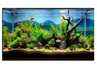 Oasis Aquariums – Premium Aquarium Fish Tank Shop in Sydney