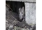 Rat Control Perth