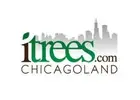 Redmond American Linden Tree