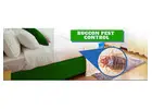 Termite Pest Control in Jaipur Advanced Treatment Solutions