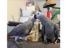Healthy & Well-Socialized African Grey Parrots for Sale