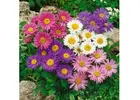 Winter Season Flower Seeds for Colorful Gardens | SeedsNPots