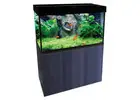 Oasis Aquariums: A Trusted Aquarium Shop for Every Fish Lover