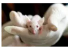 Trusted Melbourne Experts for Effective Rat Removal
