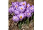 Winter Flowering Bulbs for Beautiful Gardens | SeedsNPots
