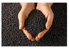 Top Black Masterbatch Manufacturers in Ahmedabad