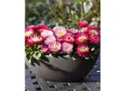 Buy Flower Bulbs Online in India | Trusted SeedsNPots Store