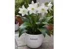 Buy Flower Bulbs Online in India | Trusted SeedsNPots Store
