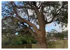 Tree Services Sydney - Northern Beaches Garden & Trees