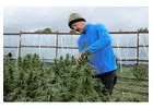 Cultivated with care. Supplied with confidence top quality cannabis.