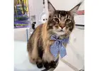 Shop Cat Grooming Packages at Fluffology in North Hollywood