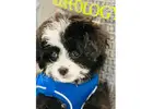 Buy Dog Grooming Spa Packages in North Hollywood