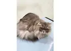 Shop Cat Grooming Packages in North Hollywood