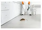 Best Pest Control Services in Jaipur for Homes & Businesses