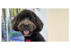 Shop Dog Grooming Packages for Your Dog