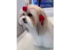 Buy Cat Grooming Packages for Convenient Pet Care