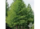 Tree Planting | Trees for Sale | Buy Direct from Farm with Delivery