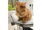 Buy Cat Grooming Packages for Full Grooming Care