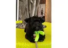 Book Dog Grooming Packages for Columbus Day 2026
