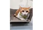 Book Cat Grooming Packages for Your Cat This Federal Holiday 2026