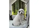 Shop Grooming Packages for Dogs for Federal Holiday 2026