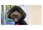 Shop Dog Grooming Packages for Hallowen Day